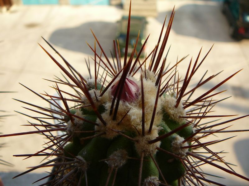 Файл:Copiapoa taltalensis ssp. taltalensis 1.jpg