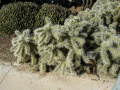 Cylindropuntia rosea 39684.jpg