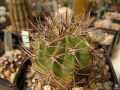 Echinopsis leucantha