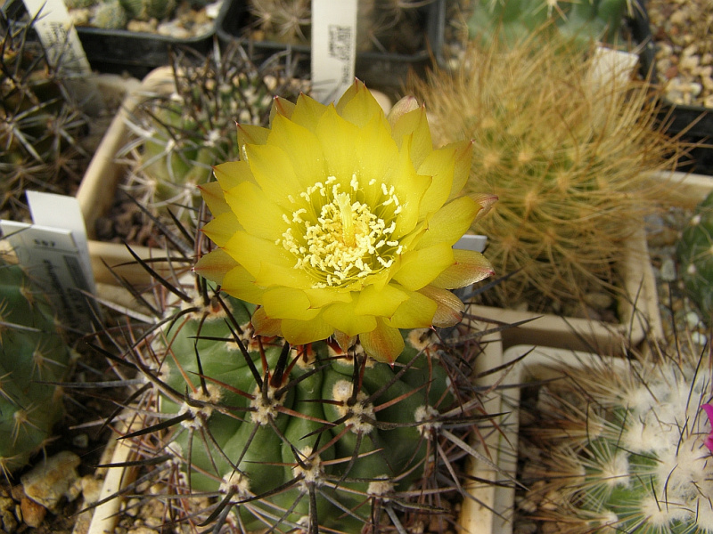 Файл:Eriosyce strausiana ssp. strausiana 1.jpg