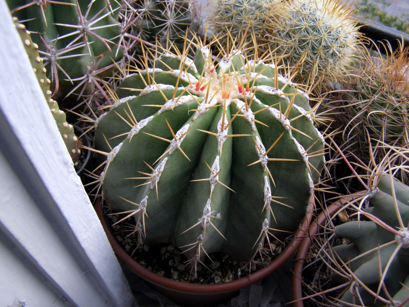 Файл:Ferocactus schwarzii.JPG