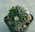 Mammillaria camptotricha albescens 3.JPG