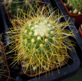 Mammillaria pringlei 709.JPG
