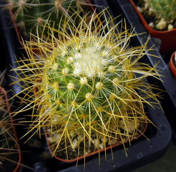 Файл:Mammillaria pringlei 709.JPG
