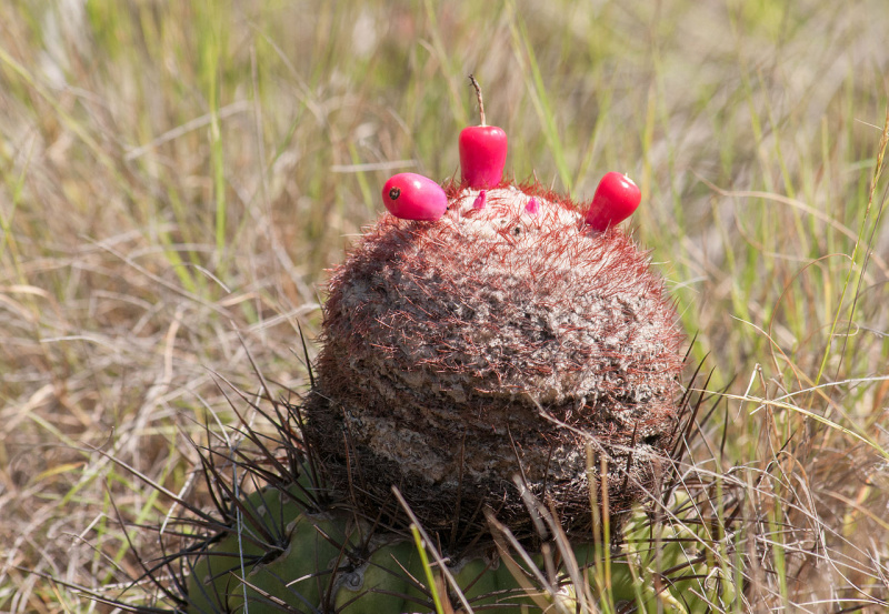 Файл:Melocactus curvispinus ssp. caesius 3.jpg