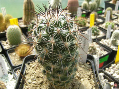 Neolloydia conoidea.jpg