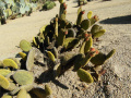 Opuntia microdasis 4.JPG