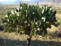 Opuntia velutina
