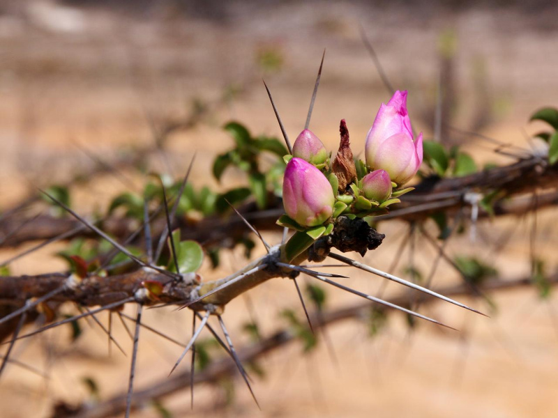 Файл:Pereskia bahiensis 1.jpg