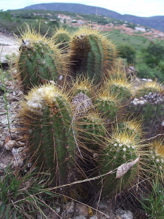 Coleocephalocereus aureus 7.JPG