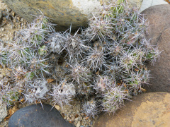 Corynopuntia moelleri 1.jpg