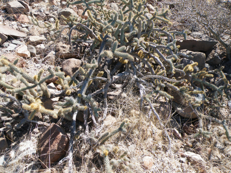 Файл:Cylindropuntia alcahes h2.jpg
