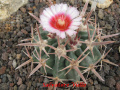 Echinocactus texensis 4.jpg