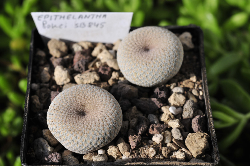 Файл:Epithelantha bokei 2 SB845.jpg