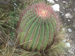 Ferocactus haematacanthus 865408.jpg