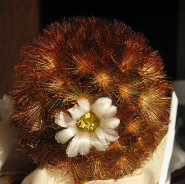 Файл:Mammillaria carmenae m.jpg