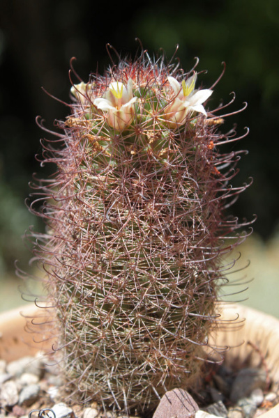 Файл:Mammillaria hutchinsoniana 0.jpg