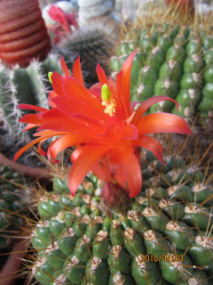 Matucana tuberculata 1.jpg