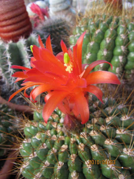 Файл:Matucana tuberculata 1.jpg