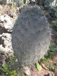 Opuntia fuliginosa 1c.jpeg
