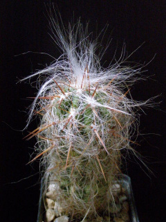 Oreocereus celsianus 1.jpg