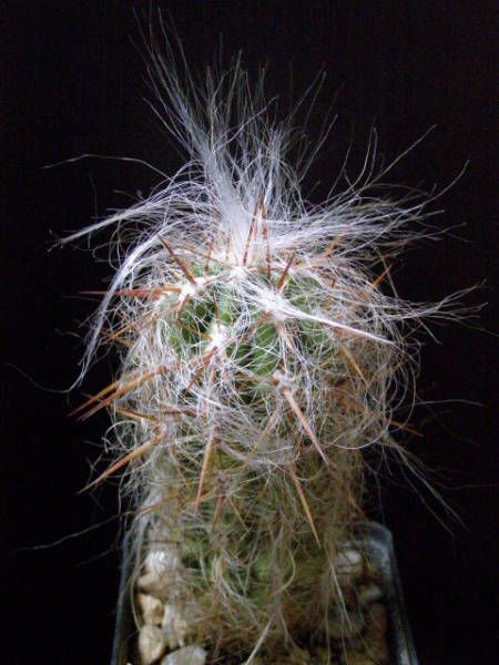 Файл:Oreocereus celsianus 1.jpg