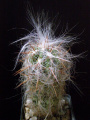 Oreocereus celsianus 1.jpg