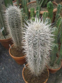Pachycereus pringlei