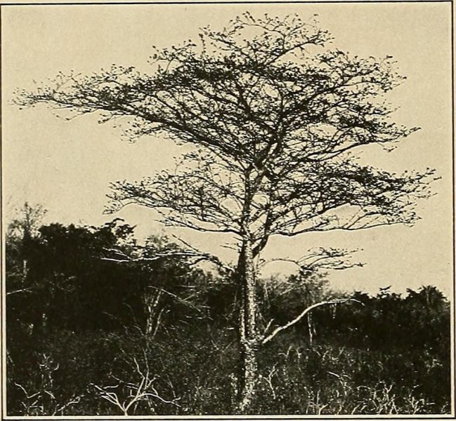 Файл:Pereskia cubensis 5.jpg