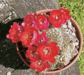 Rebutia deminuta ssp. deminuta 0.jpg