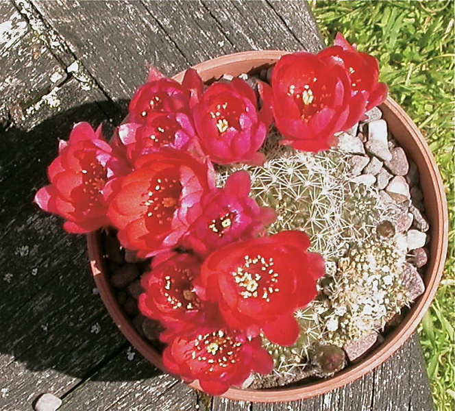Файл:Rebutia deminuta ssp. deminuta 0.jpg