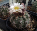 Sclerocactus mesae-verdae SB303
