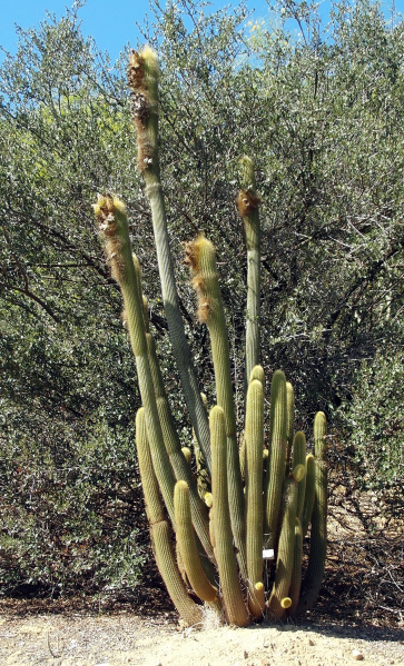 Файл:Weberbauerocereus winterianus 29.JPG