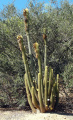 Weberbauero-cereus winterianus