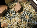 Ariocarpus kotschoubeyanus