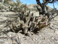 Austrocylindropuntia shaferi 1.JPG