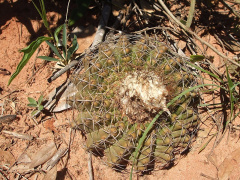 Discocactus hartmannii 9575.JPG