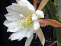 Epiphyllum crenatum ssp. crenatum