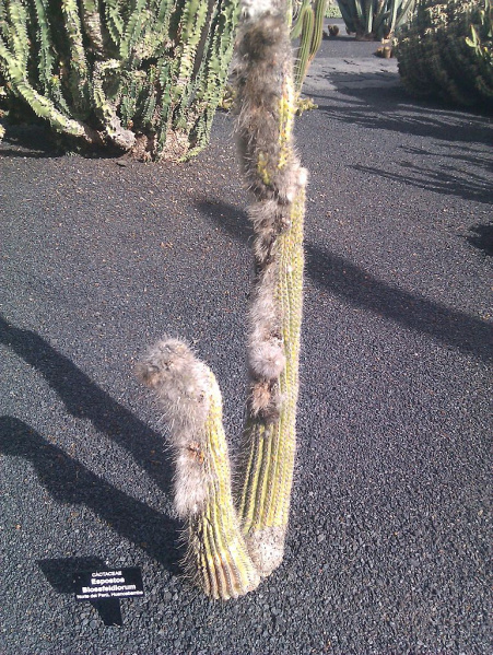 Файл:Espostoa blossfeldiorum 9.jpg