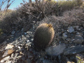 Ferocactus fordii 5h.jpg