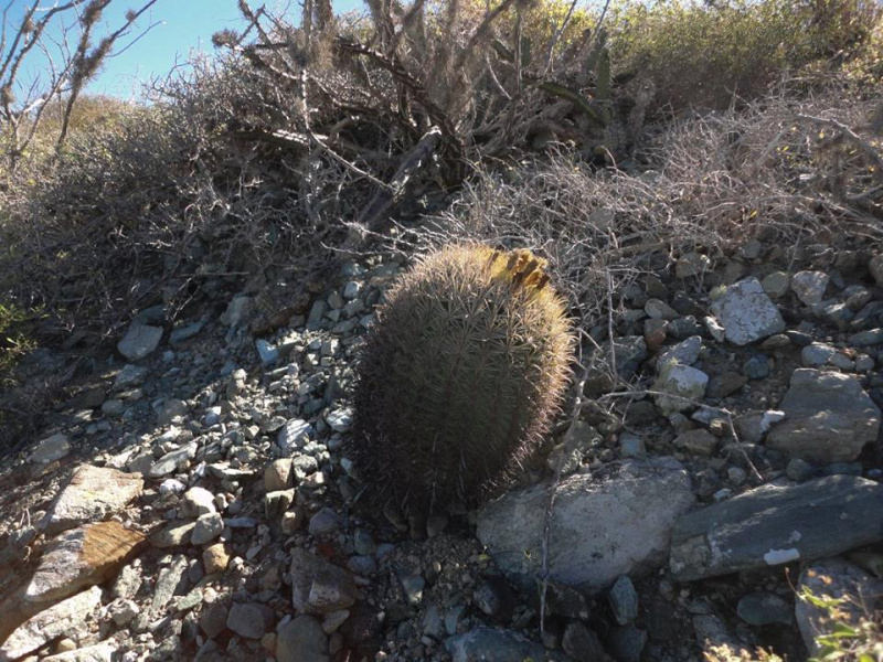 Файл:Ferocactus fordii 5h.jpg