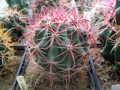 Ferocactus tiburonensis.JPG