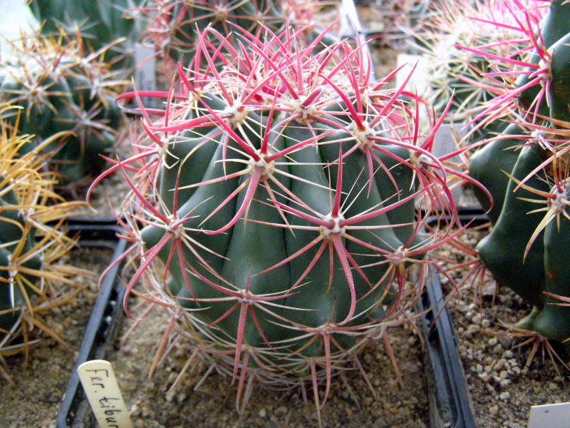 Файл:Ferocactus tiburonensis.JPG