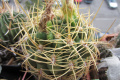 Gymnocalycium monvillei ssp. monvillei.jpg