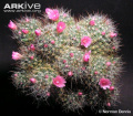 Mammillaria glochidiata 3.jpg