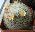 Mammillaria grusoni 189.jpg