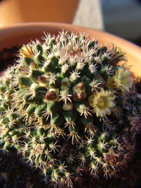 Файл:Mammillaria karwinskiana ssp collinsii o2.jpg