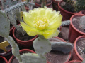 Opuntia stricta