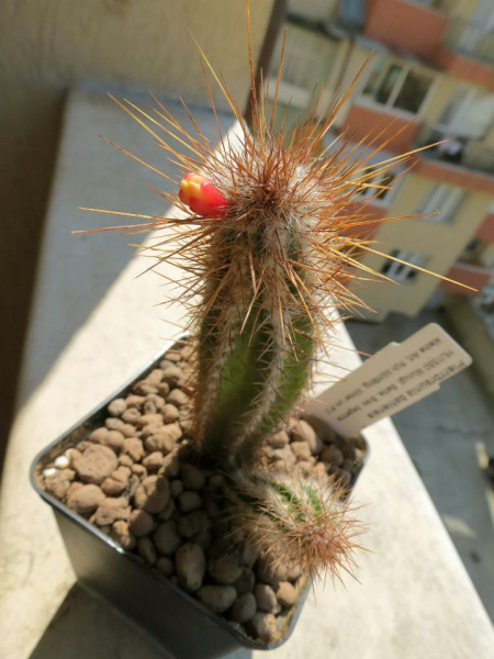 Файл:Pierrebraunia bahiensis.jpg