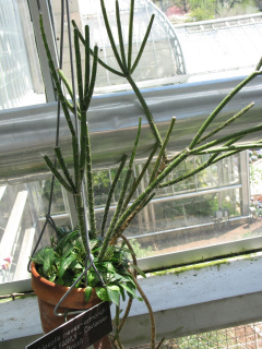 Rhipsalis neves-armondi 1.jpg